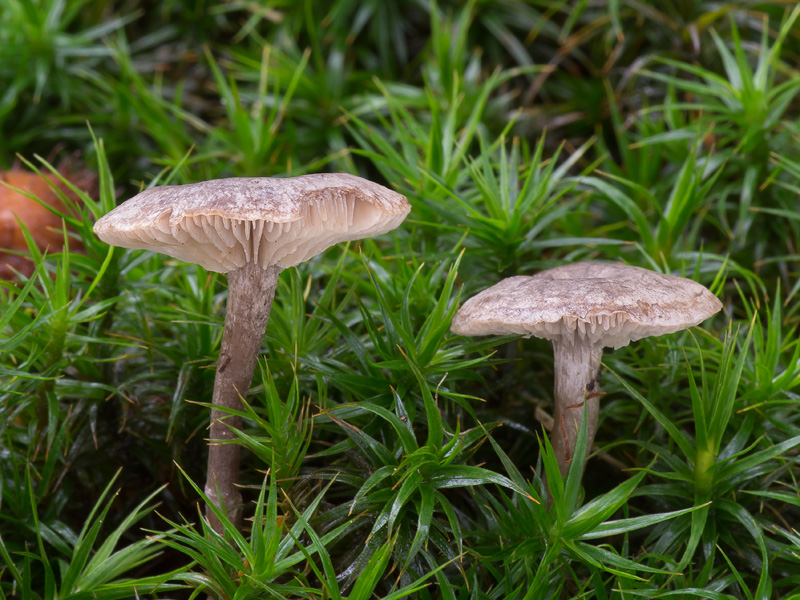 Rhodocybe caelata